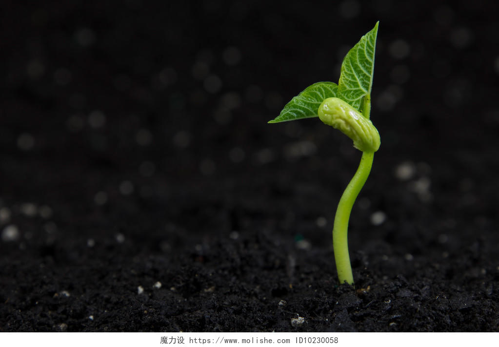 土壤自然生长出的小嫩芽植物春天种子发芽成长土壤幼苗小芽嫩芽幼芽